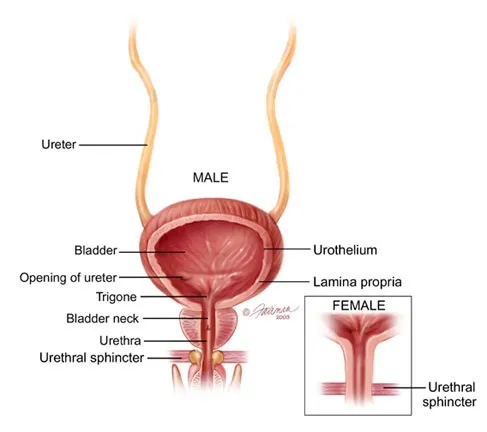 anatomy_Bladder_coronal