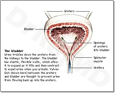 bladder