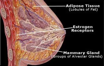 breast-actives-works