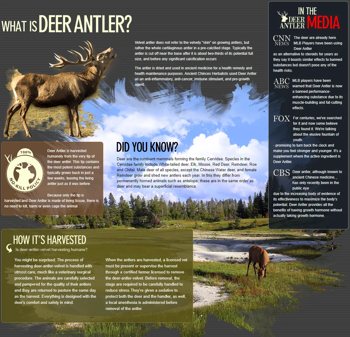 deer-antler-plus-what-is