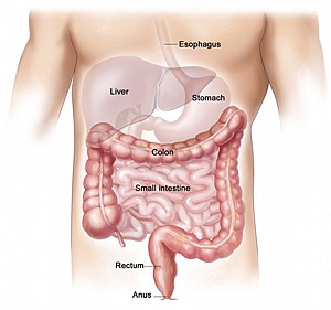 lower-digestive-system