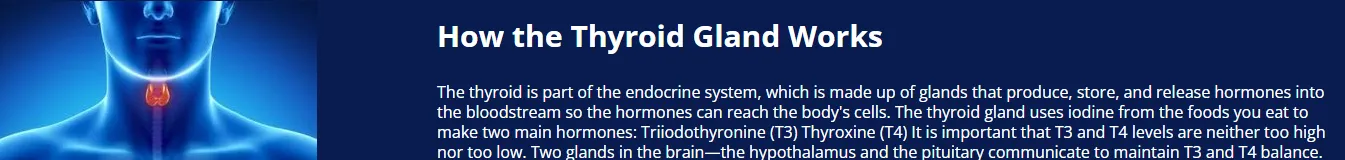 thyromine-how-it-works