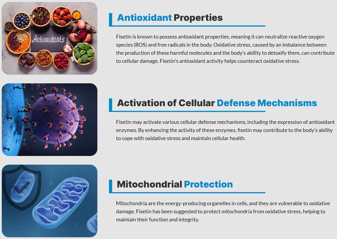 fisetin-antioxidant-properties-activation-of-cellular-defense-mechanisms-mitochondrial-protection