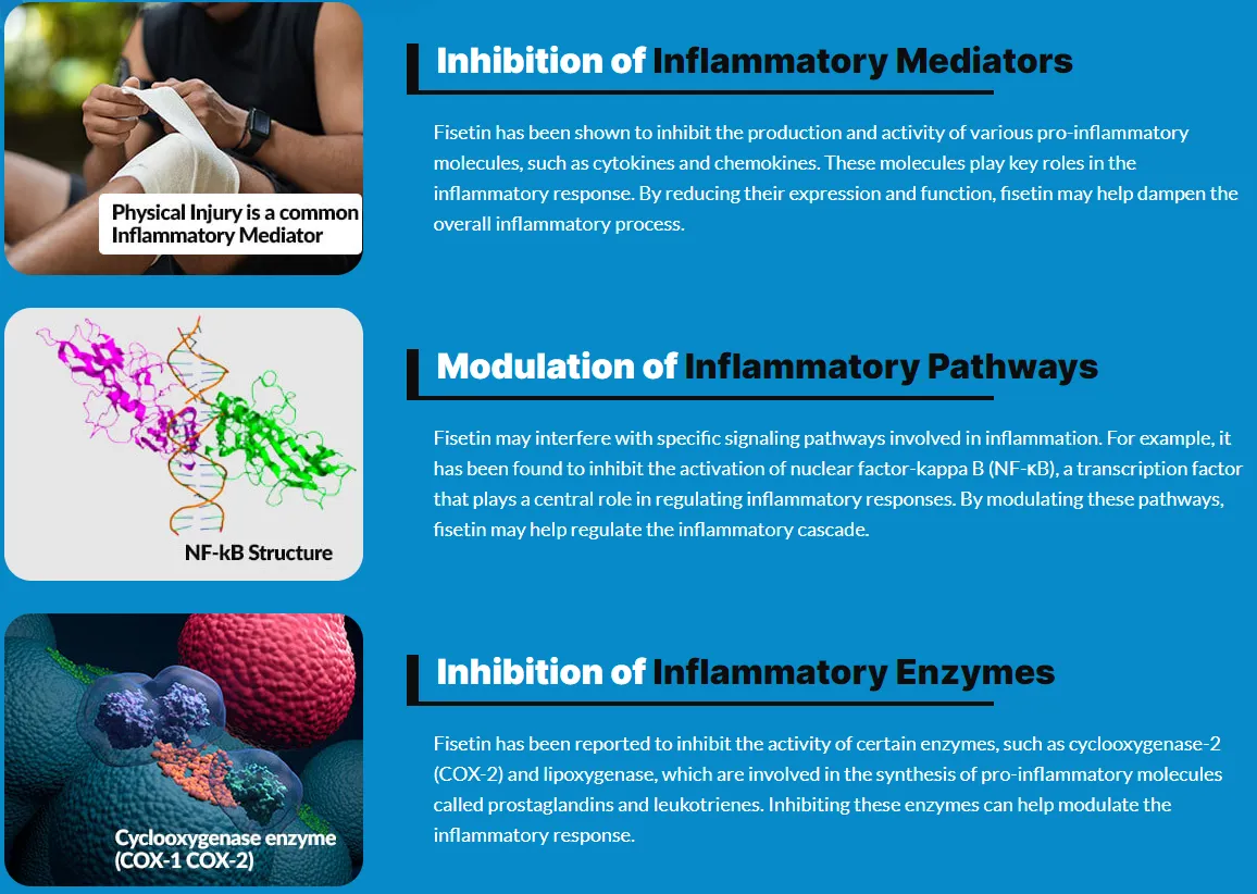 fisetin-inhibition-of-inflammatory-mediators-modulation-of-inflammatory-pathways