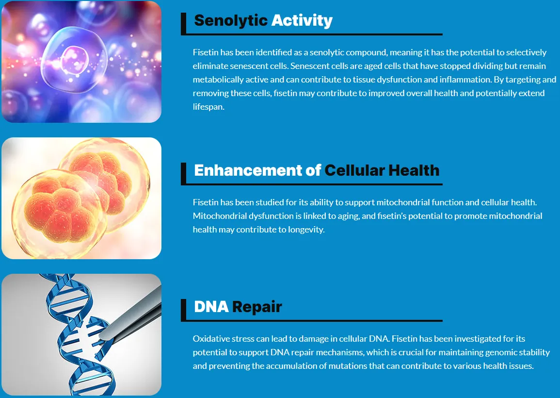 fisetin-senolytic-activity-better-cellular-health-dna-repair