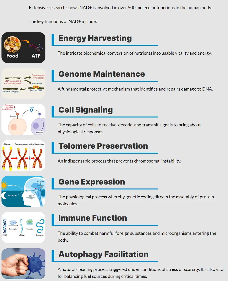 nicotinamide-mononucleotide-nmn-nicotinamide-riboside-nr-key-functions-and-benefits