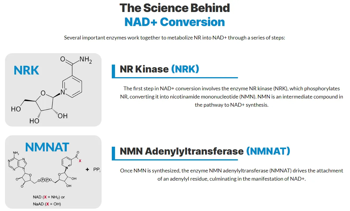 nicotinamide-mononucleotide-nmn-nicotinamide-riboside-nr-science-behind-nad+-conversion