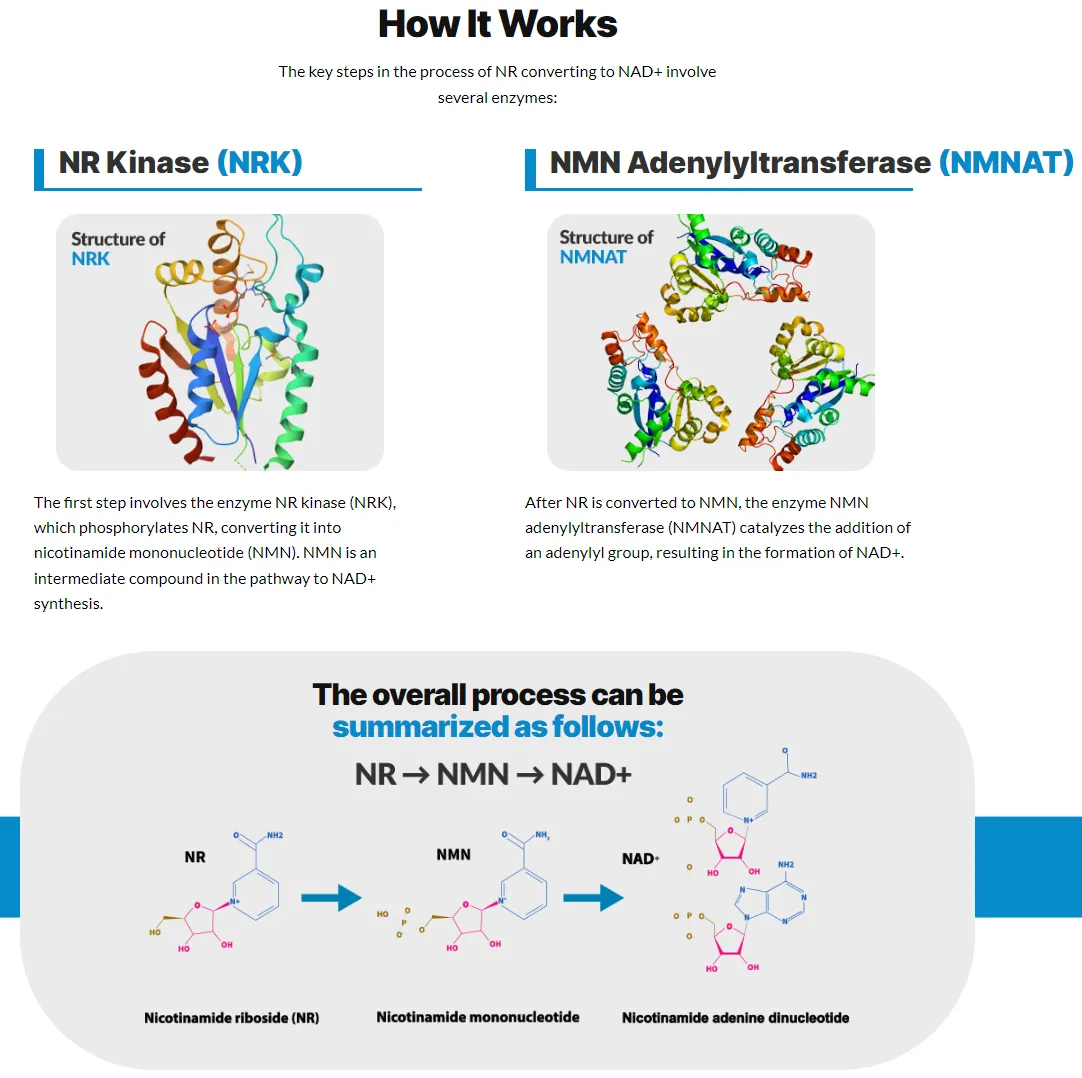 nicotinamide-riboside-nr-how-it-works-nr-converts-to-nad+