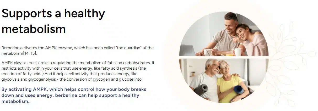 BerbaPrime Harnesses 14 Powerful Benefits to Elevate Your Health and Vitality 5 BerbaPrime-supports-a-healthy-metabolism