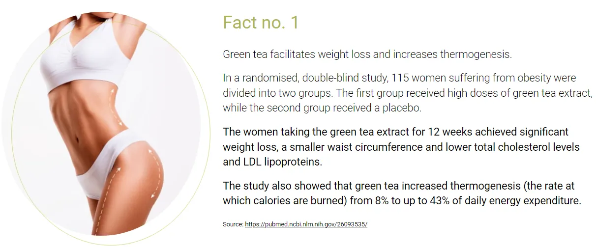 matcha extreme ingredients facts 1 green tea facilitates weight loss and increases thermogenesis