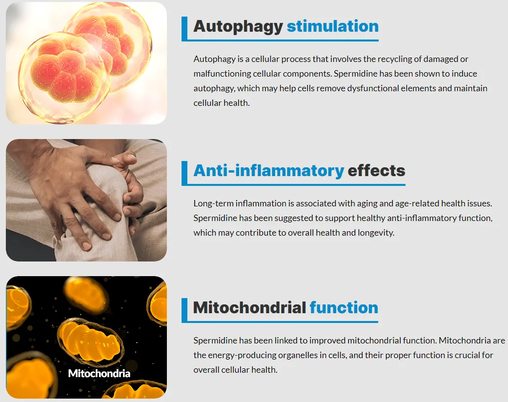 spermidine-authophagy-stimulation-anti-inflammatory-effects-mitochondrial-function