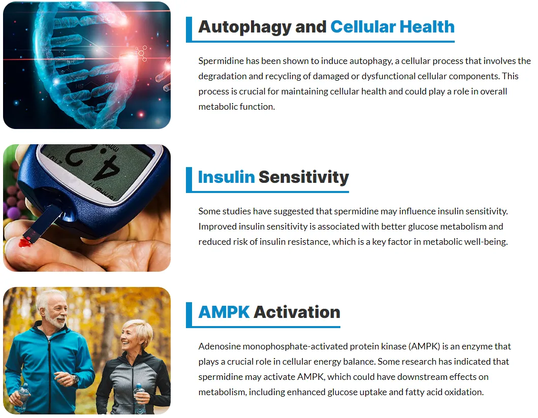 spermidine-autophagy-and-cellular-health-insulin-sensitivity-AMPK-activation