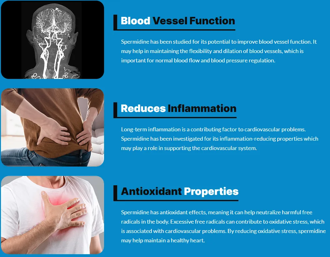 spermidine-blood-vessel-function-reduces-inflammation-antioxidant-properties