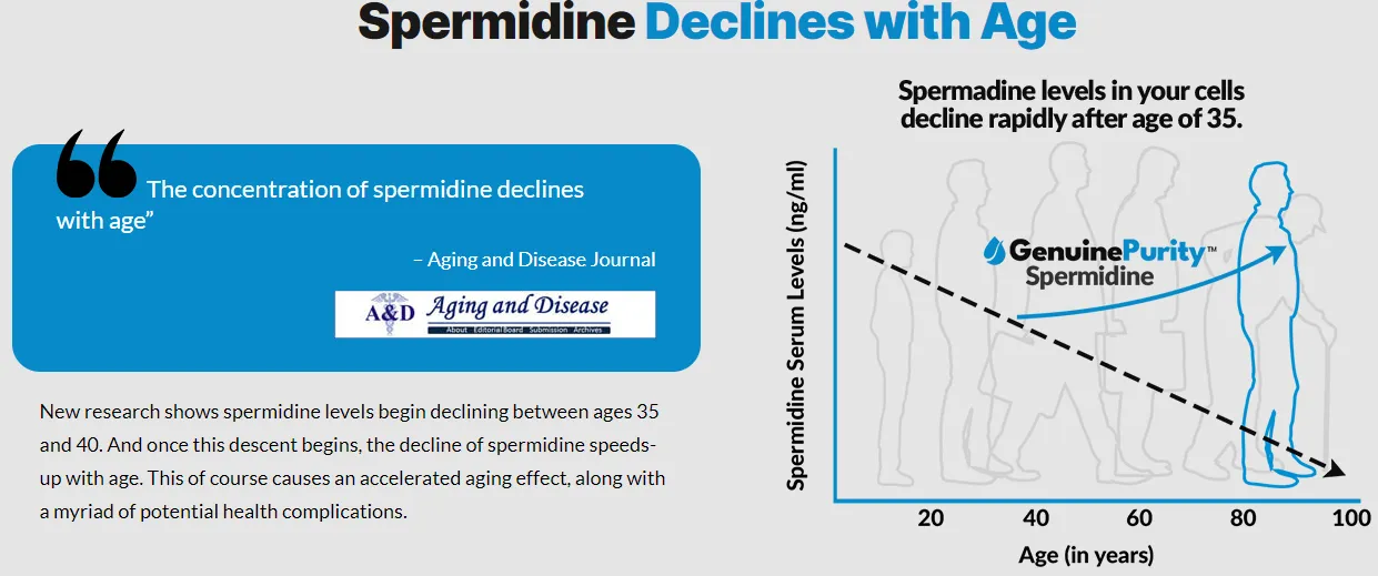 spermidine-declines-with-ages