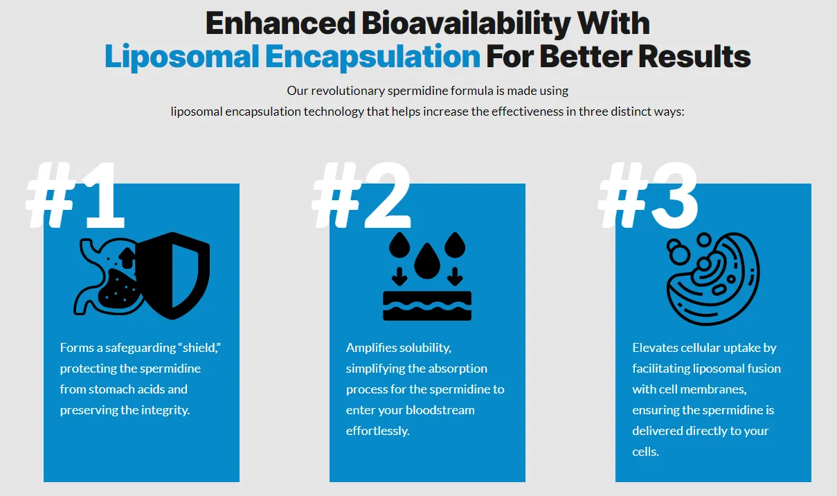 spermidine-enhanced-bioavailability-with-liposomal-encapsulation-for-better-results