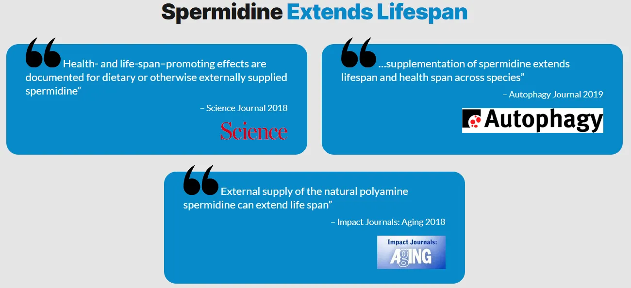 spermidine-extends-lifespan