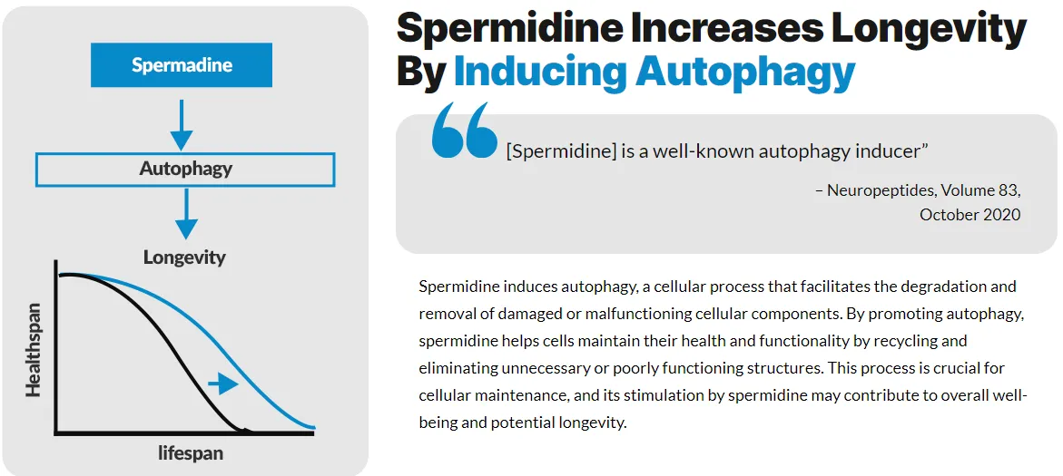 spermidine-increases-longevity-by-inducing-autophagy