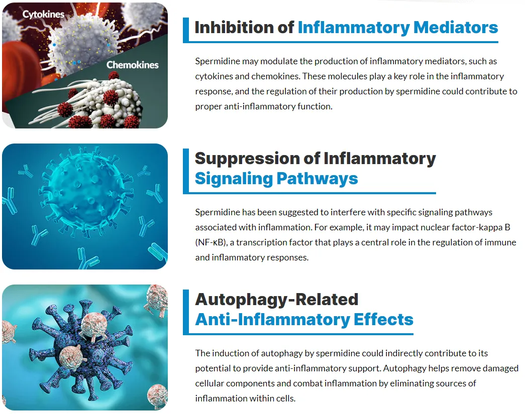 spermidine-inhibition-of-inflammatory-mediators