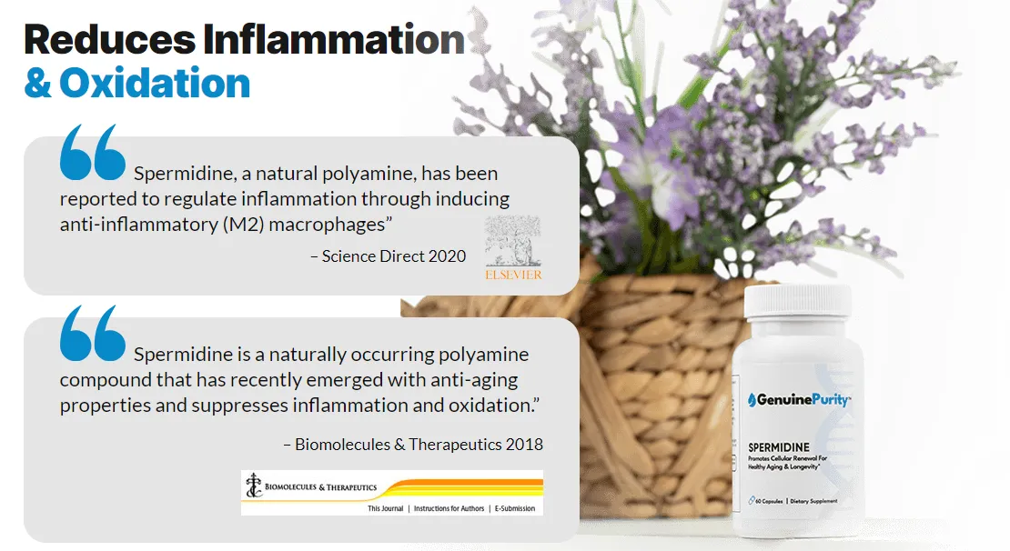 spermidine-reduces-inflammation-and-oxidation