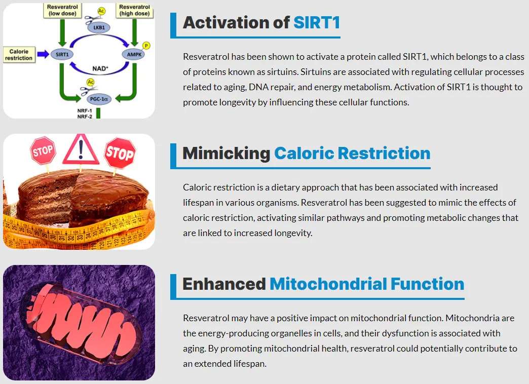 trans-resveratrol-activation-of-SIRT1-mimicking-caloric-restriction-enhanced-mitochondrial-function